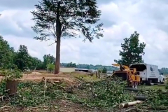 commercial-tree-removal-service