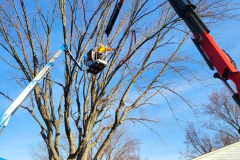crane-tree-service