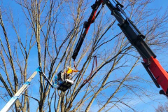 crane-tree-services