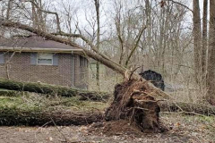 emergency-tree-service-bright