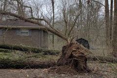 emergency-tree-service