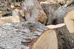 more-tree-service-email
