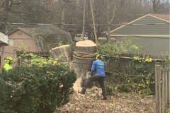 residential-_0001_stump-removal
