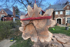 residential-tree-removal-service