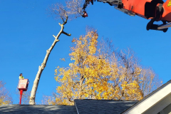 residential-tree-removal