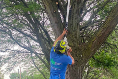 residential-tree-trimming