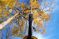 tree-climb