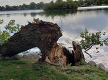 tree-cutting-service-fishers-local