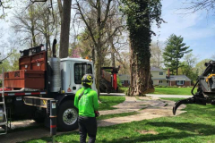 tree-removal-service-copy