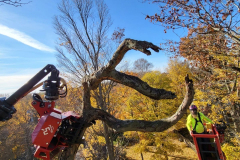 tree-removal