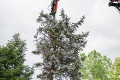 Tree Removal - Slimak20