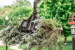 Tree Removal - Slimak19