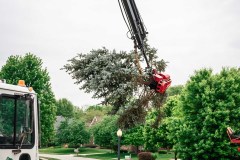 Tree Removal - Slimak16