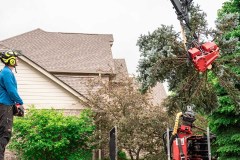 Tree Removal - Slimak14