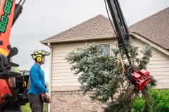 Tree Removal - Slimak13