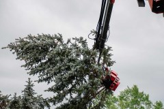 Tree Removal - Slimak12