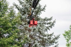 Tree Removal - Slimak9