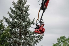 Tree Removal - Slimak10