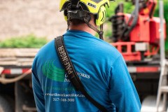 Tree Removal - Slimak7