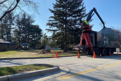 tree-trimming-and-prunning