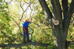 tree-trimming-service