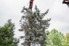 tree-removal_0001_slimak-removal