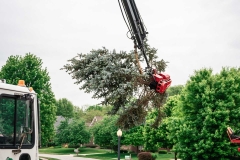 tree-removal_0007_slimak-removal