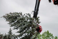 tree-removal_0010_slimak-removal
