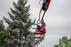 tree-removal_0013_slimak-removal