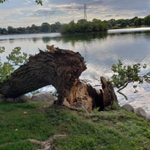 tree stump removal service Fishers image