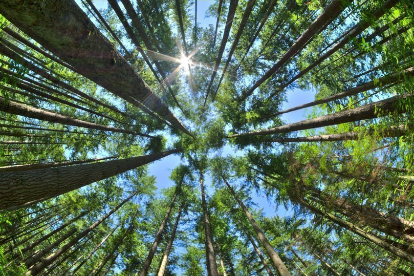 Tree Service Indianapolis Tree Service Indianapolis