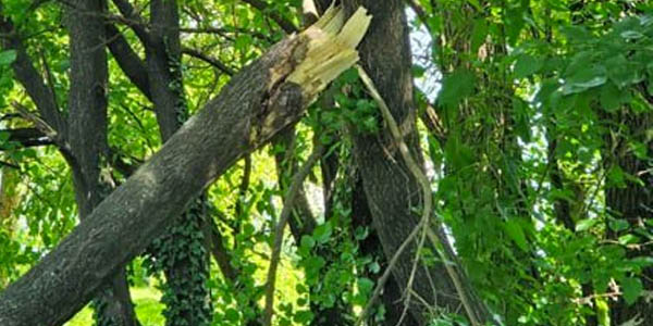 Signs To Look For If You Suspect That Your Tree Is Dead