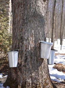 How To Tap a Maple Tree Image