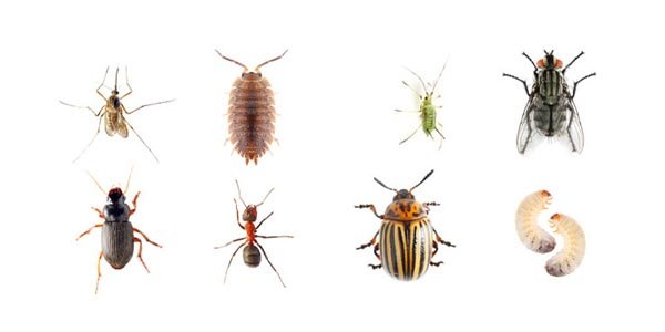 Insects and Lawn Pests Image