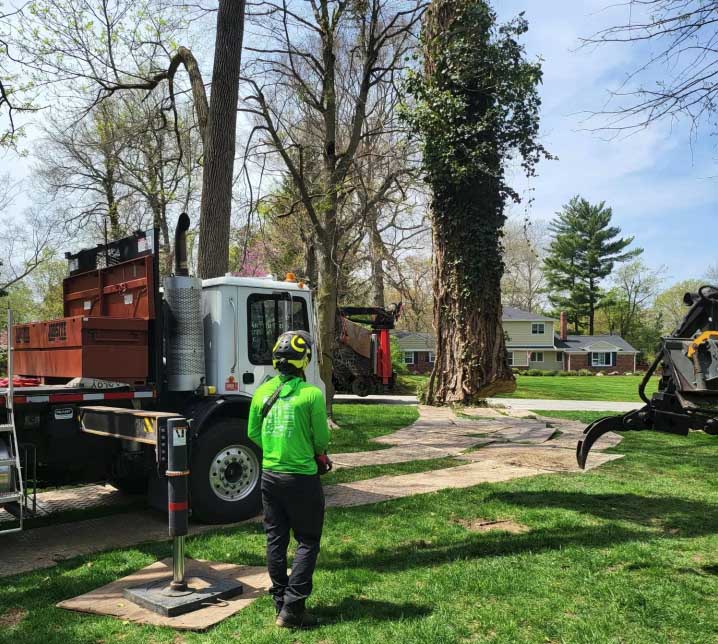 Earthworks Outdoor Tree Removal Image