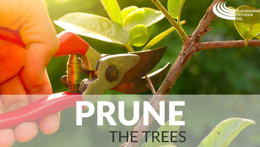 3 Reasons Why You Need to Prune Your Tree