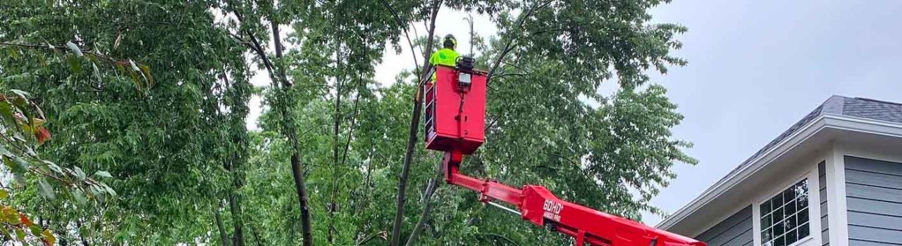 Tree Service image