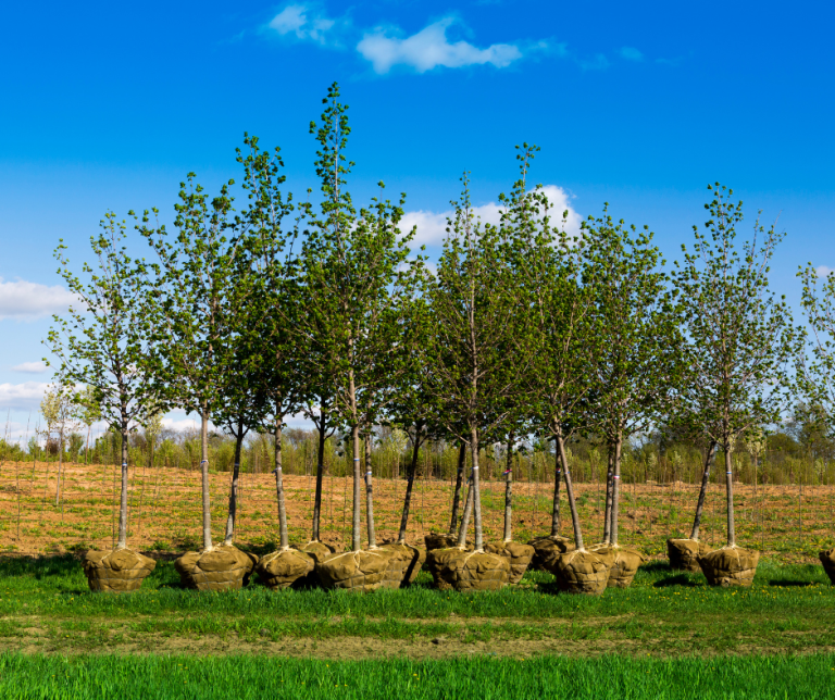 planting_trees