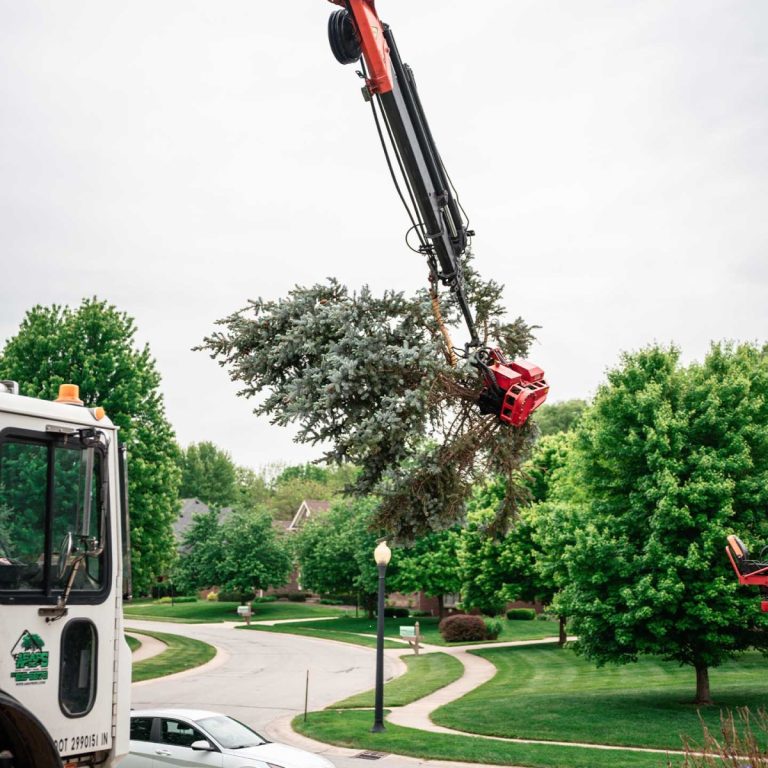 tree_removal