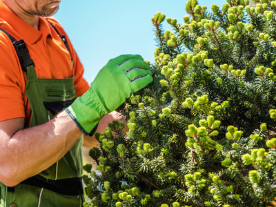 Plant Healthcare image