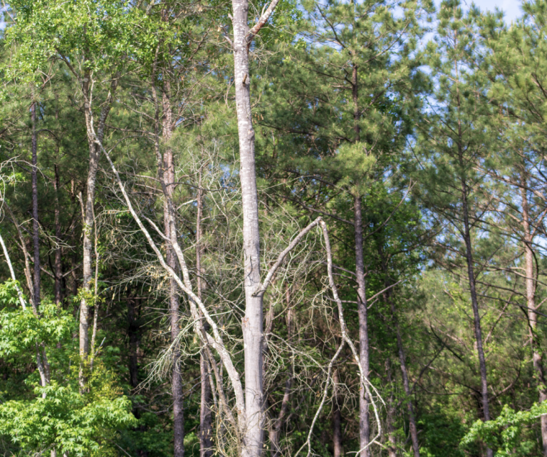 tree-assessments