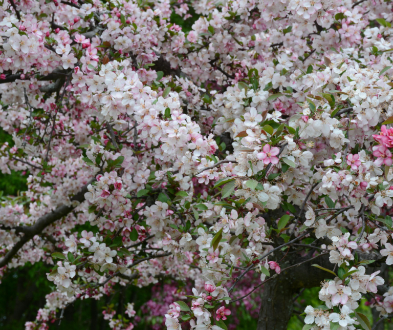 spring_tree