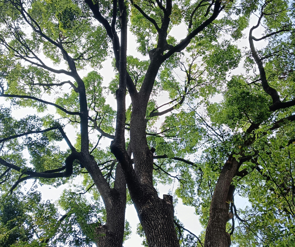 Arbor Day in Indiana and Celebrating Trees with Proper Care ...
